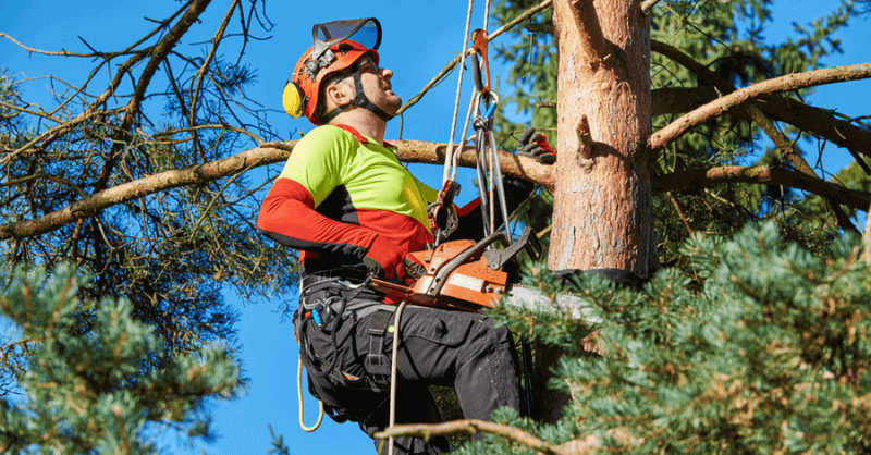 Stockport Tree surgeon