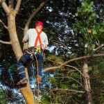 Tree Surgery Techniques