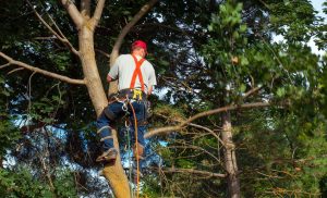 Tree Surgery Techniques